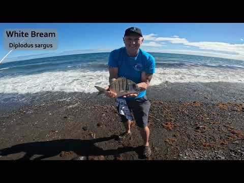 Видео: Береговая рыбалка на Фуэртевентуре | Смешанная рыбалка | Густой лещ, полосатый лещ