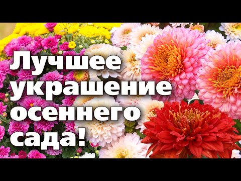 Видео: ХРИЗАНТЕМЫ   КОРЕЙСКИЕ, ВЕТОЧНЫЕ, МУЛЬТИФЛОРА  Рекомендации по уходу от опытного цветовода