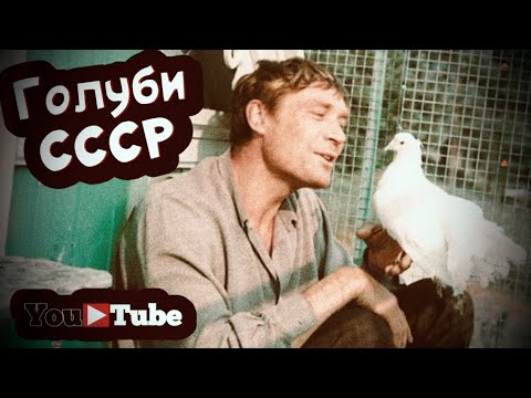 Видео: Голуби СССР. Документальный фильм 🎥