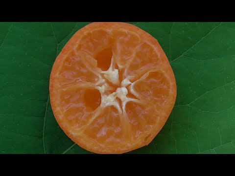 Видео: Кімнатний мандарин. Щеплення каламондина