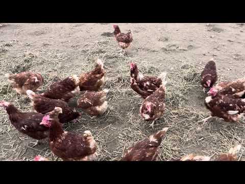 Видео: Ферма в Германии.Полезные советы.