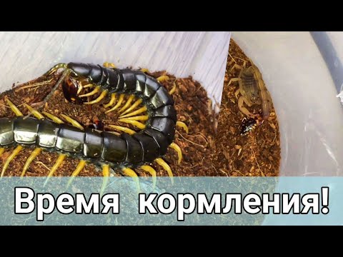 Видео: КОРМЛЕНИЕ СКОРПИОНОВ И СКОЛОПЕНДР! + лайфхак для начинающих)