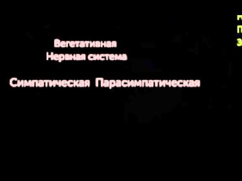 Видео: Регулирование кровяного давления при помощи барорецепторов