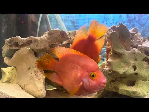 Видео: Про поведение моих трехгибридных попугаев, как они любят друг друга ;)