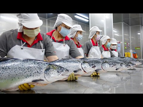 Видео: Интересный! Лучший тайваньский завод по переработке рыбы (лосось, угорь, палтус, скумбрия)