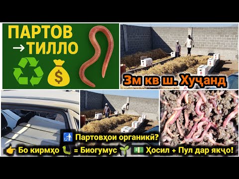 Видео: ♻️ Партовҳо → Биогумус!🐛 Кирмҳои Калифорния кор мекунанд💸 Шумо даромад мегиред!