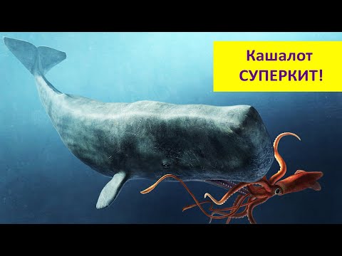 Видео: КАШАЛОТЫ - самые удивительные киты! Наталья Носова