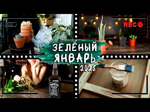 Видео: Мой [ЗЕЛЁНЫЙ ЯНВАРЬ] 2025⏭️Влог, покупки, новинки растений, пересадки, уборка, ремонт, хранение.
