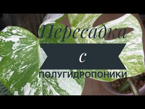 Видео: Полугидропоника . Монстера Альба. Тайское созвездие. Эпипремнум вар. Монстера манки. 5.12.23