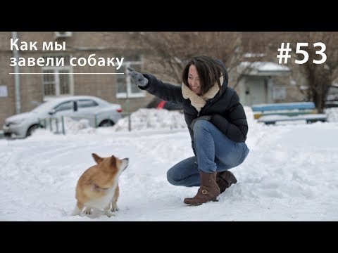 Видео: Как мы завели собаку // Всё как у зверей #53