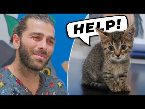 Видео: Опасность подстерегает уличных котят: инфекции могут привести к слепоте | Спасение котят с улиц