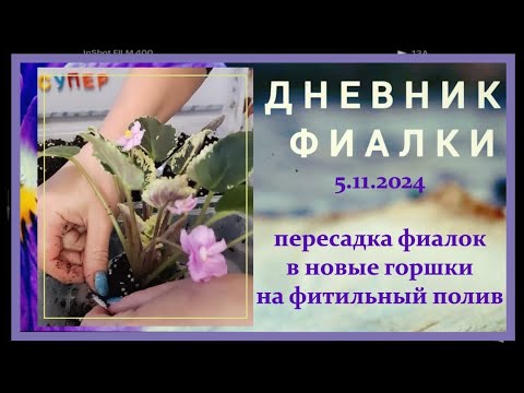 Видео: 5.11.2024. пересадка фиалок трейлеров в новые  горшки на фитильный полив