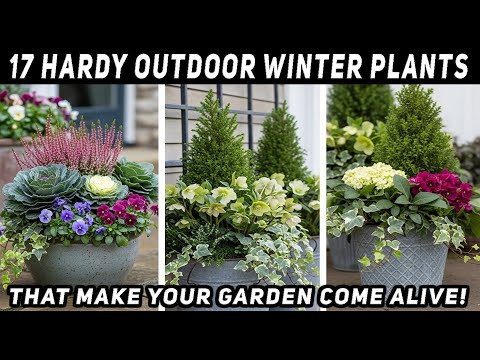 Видео: 17 выносливых уличных зимних растений для контейнеров, которые сохранят красоту вашего сада кругл...
