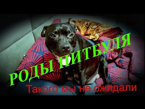 Видео: РОДЫ ПИТБУЛЯ!!! ТАКОГО МЫ НЕ ОЖИДАЛИ.