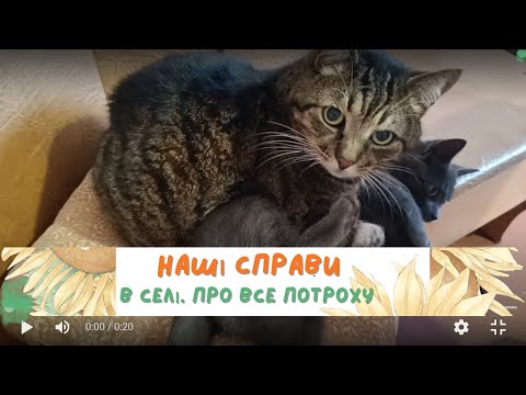 Видео: Про нову клумбу, троянди, котів, часник і трохи Дрогобича