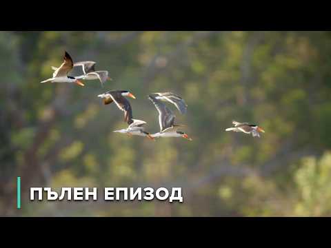 Видео: В сърцето на хипопотамското царство на Замбия: Един ден на река Луангва | Разкази от Замбия 104