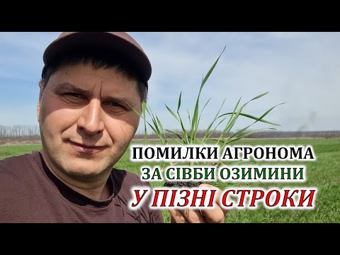 Видео: Помилки агронома за сівби озимини у пізні строки