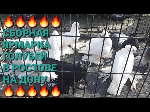 Видео: 🔥🔥🔥 Сборная ярмарка голубей в Ростове на Дону. Птичий рынок 17.08.25. Часть 3. Pigeons Fair. 