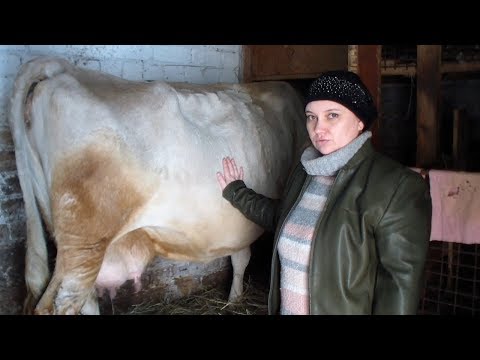 Видео: Как выбрать корову. Признаки молочности коровы. How to choose a cow.