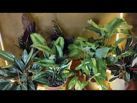 Видео: обзор Калатей