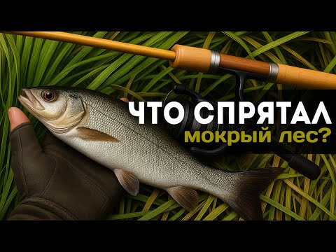 Видео: Нашёл старый брод через реку. Забросил удочку, а там...КИШИТ РЫБОЙ! #мормышинг #ловляхариуса