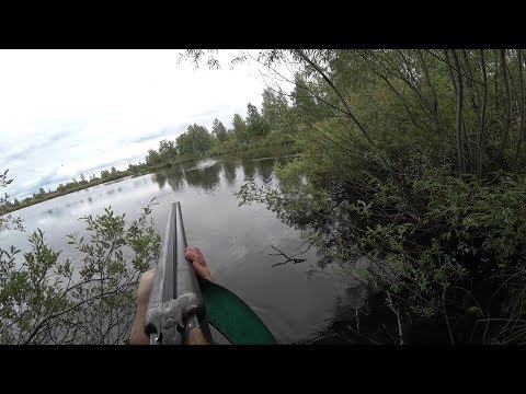 Видео: Охота на утку с подхода. Сентябрь.Ружье ИЖ-54. Не все так просто.