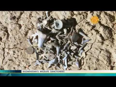 Видео: "Қазақстан Қорықтары" #2 (25.10.2016) - Kazakh TV