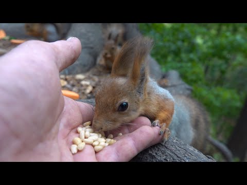 Видео: Кормлю голодных белок / I feed hungry squirrels