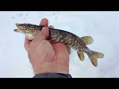 Видео: Ловлю живцов, ставлю жерлицы, озеро Боровое, съёмка подводной камерой#из архива 2025#