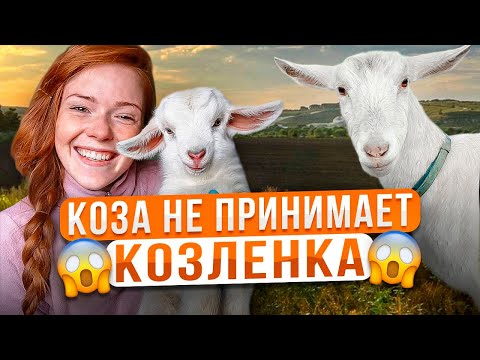 Видео: КОГО РОДИЛА КОЗА? Такого окота козы я не ожидала! Наша ферма