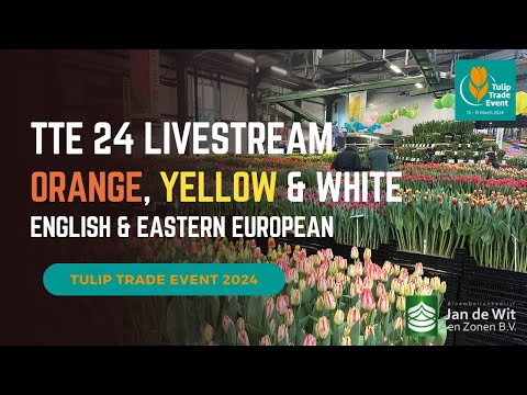 Видео: TTE 24 Livestream - White, Yellow & Orange - English & Eastern European (белый, желтый и оранжевый)