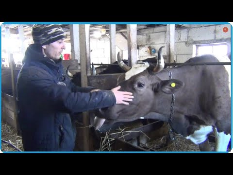 Видео: СУТОЧНЫЙ УДОЙ НАШИХ КОРОВ - ДОВОЛЬНО НЕ ПЛОХОЙ РЕЗУЛЬТАТ, ЖИЗНЬ В ДЕРЕВНЕ