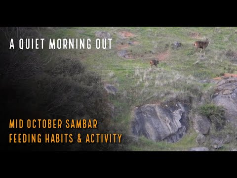 Видео: Пищевые привычки и активность замбара в середине октября — тихое утро