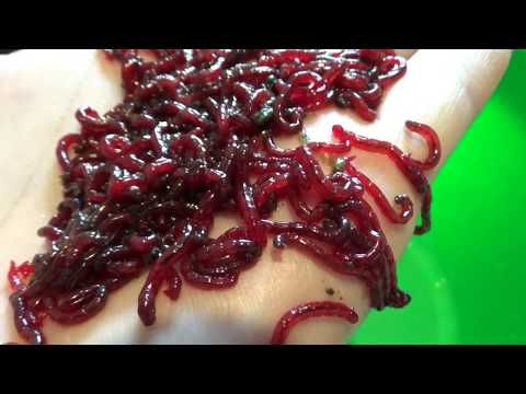 Видео: Как сохранить мотыля живым  долго?
