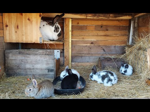 Видео: ОТСАЖИВАЕМ КРОЛЬЧАТ ОТ КРОЛЬЧИХ🐰СОДЕРЖАНИЕ🐇РАЗВЕДЕНИЕ КРОЛИКОВ🐇🐰🐰🐇🐰