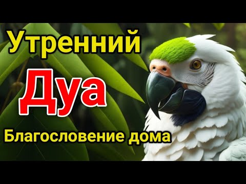 Видео: утренний дуа. дуа каждое утро