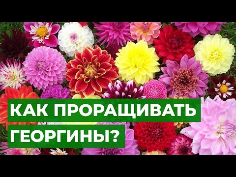 Видео: КАК ПРОРАЩИВАТЬ ГЕОРГИНЫ? | Очень простой способ!