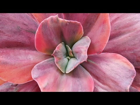 Видео: Весенний обзор суккулентов