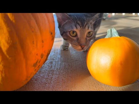 Видео: Фотосессия на Хэллоуин от Maui Humane Society с тыквами Kula Country, кошками и котятами, готовым...