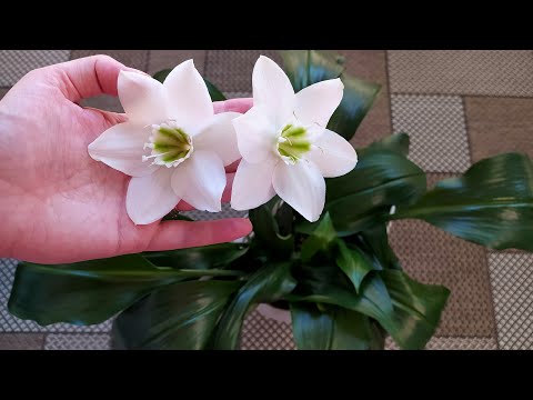 Видео: Эухарис Амазонская лилия. Уход в домашних условиях