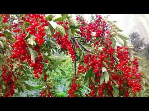 Видео: ЧЕРЕМУХА: за и против! / Черемуховые вредители // Краснолистная черемуха и другие разновидности