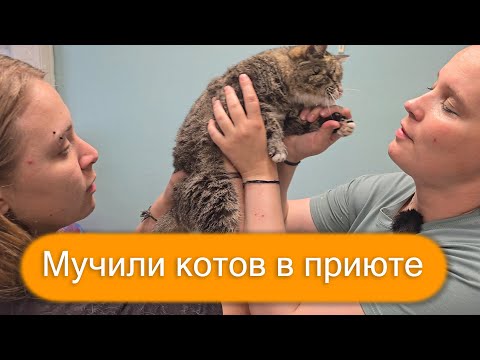 Видео: Сегодня был тяжёлый день в приюте..