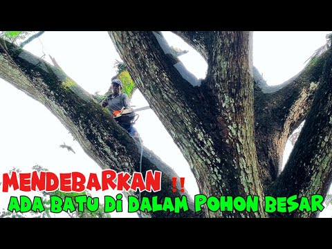 Видео: TRUWET⁉️ОБРЕЗКА БОЛЬШИХ ВЕТВЕЙ ДЕРЕВЬЕВ ТРЕМБЕЗИ ВСТРЕЧАЮТСЯ ДРУГ С ДРУГОМ#stihl#ms660 #ms881