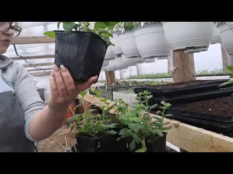 Видео: Формировка, черенкование тайдалов(самая большая петуния в мире).