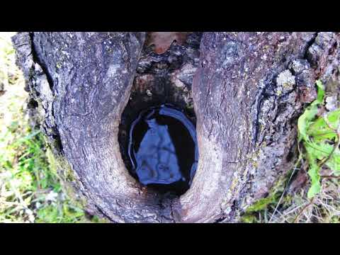 Видео: Как лечить дерево (сломанные ветки, дупло, морозобоины, поврежденная кора)