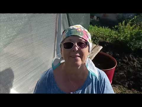 Видео: 16 сентября 2025 г. Погода стоит замечательная, одно удовольствие работать в огороде. 