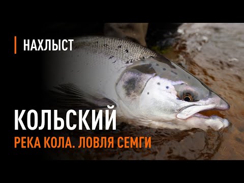 Видео: Ловля СЕМГИ в середине сезона, река КОЛА / Atlantic Salmon fly fishing mid-season of Kola river.