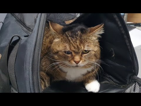 Видео: Були з Пончиком у офтальмолога 🐈👩‍⚕️