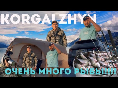 Видео: VLOG 1: НАШЛИ МЕСТО ГДЕ ОЧЕНЬ МНОГО РЫБЫ !!! Астана - Korgalzhyn  #рыбалка #рыба #рыбы #астана