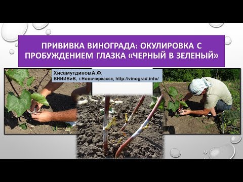 Видео: Прививка винограда:окулировка с пробуждением глазка "черным в зеленый", Хисамутдинов АФ
